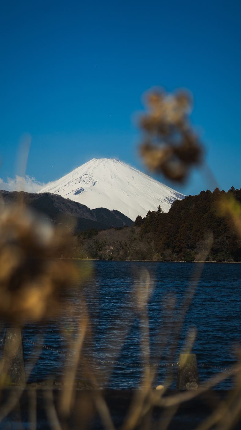 Op reis in Japan: de besneeuwde Fuji boven een meer, met onscherp riet op de voorgrond